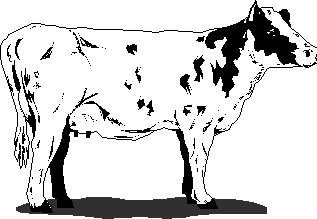 Cow Pic